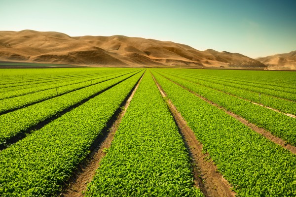 Terramera recauda $ 45 millones para su tecnología para reducir el uso de productos químicos en la agricultura