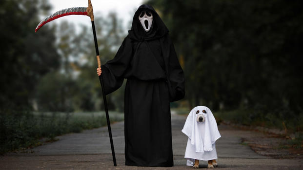 Cada vez más popular: el negocio de disfrazar a tu mascota en Halloween