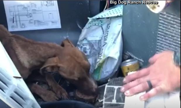 [TLMD - NAT] 'Milagro': Encuentran un perrito atrapado entre los escombros en Bahamas