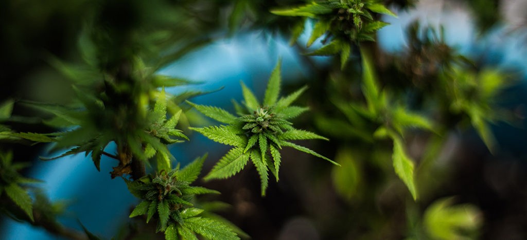Senado pide a Corte prórroga para legislar sobre cannabis