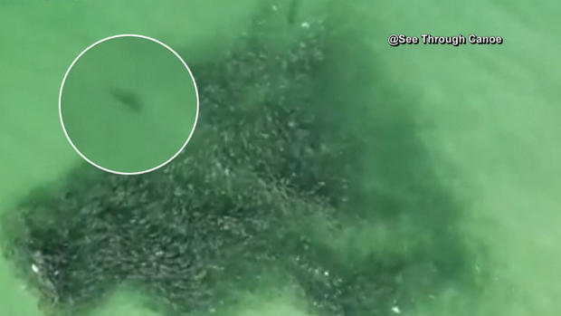 [TLMD - NATL] En video: tiburón hambriento se lanza sobre miles de peces