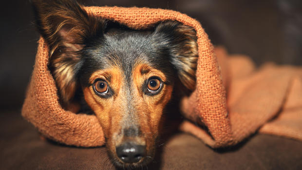 Aprueban medicamento más económico para perros con ansiedad por separación