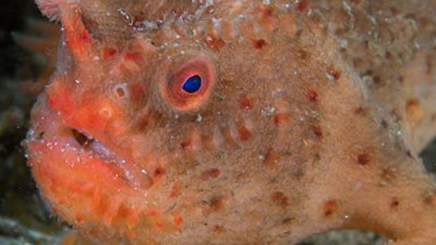 De cerca: cómo es el increíble pez de mano roja