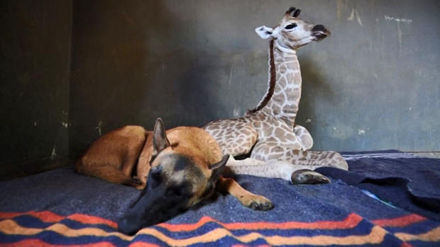 [TLMD - LV] Inseparables: el perro que cuida de una jirafa bebé