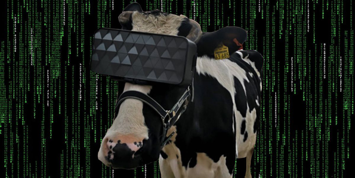 Deberíamos explicar por qué esta vaca está usando auriculares VR