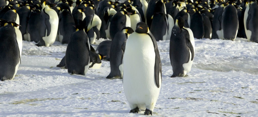 El pingüino emperador podría ser la próxima víctima del cambio climático