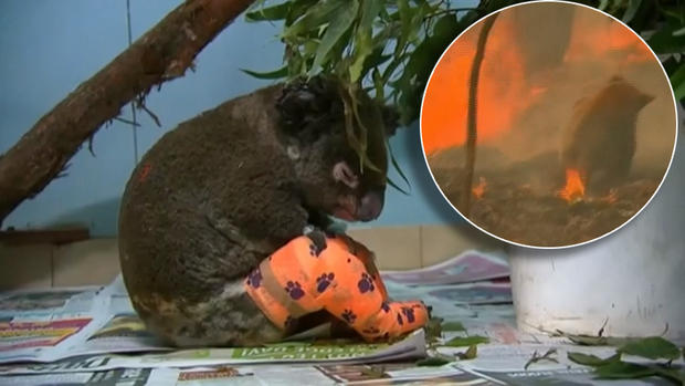 [TLMD - NATL] Viral: el destino del koala hallado entre las llamas