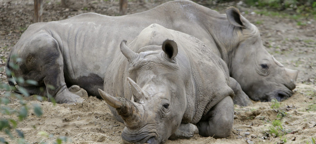 Urgente enfrentar la crisis de extinción de especies: WWF