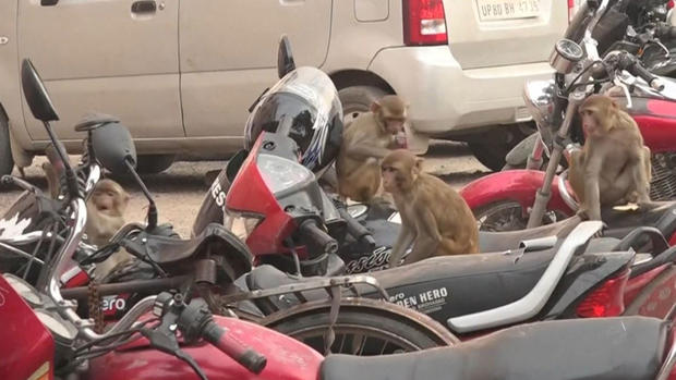 [TLMD - NATL] Manada de monos “ladrones” aterroriza a una ciudad de India