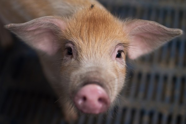 La startup holandesa Meatable está desarrollando carne de cerdo cultivada en laboratorio y tiene $ 10 millones en nuevos fondos para hacerlo