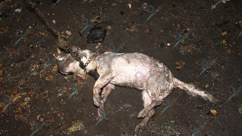Muere perrito quemado vivo, sujetos le rocían gasolina, lo encadenan y le prenden fuego