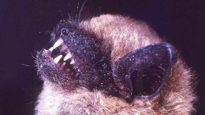 Murciélago encontrado en Anaheim da positivo en virus de rabia