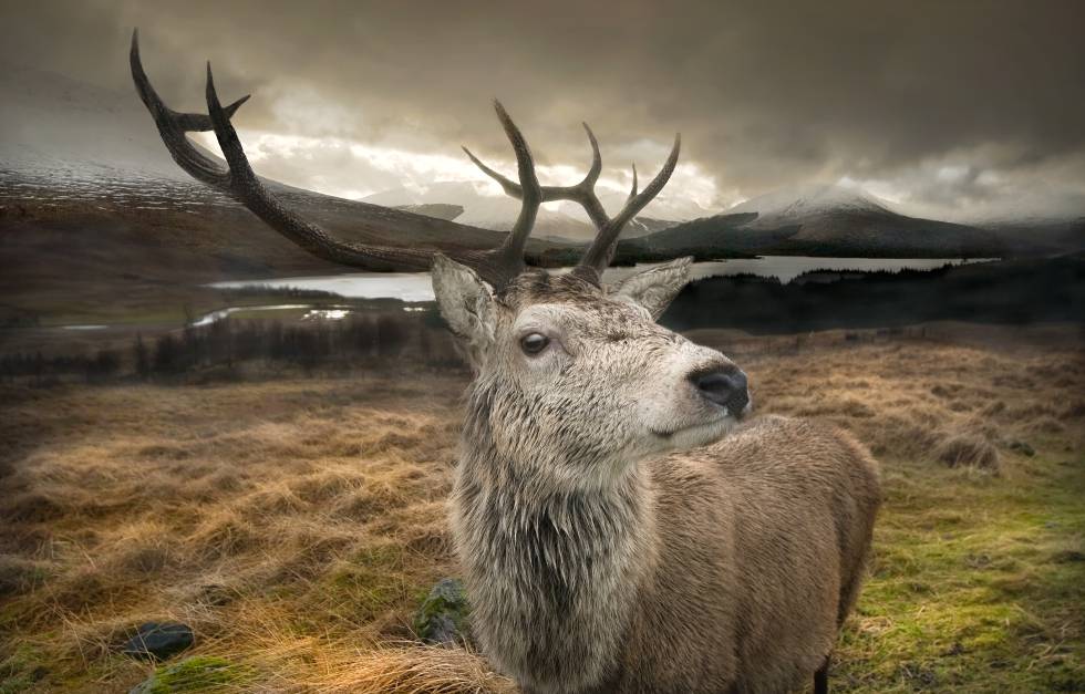 Un ejemplar de ciervo en las Highlands escocesas.
