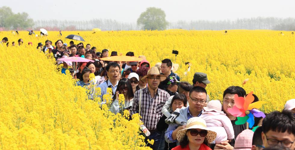 Turistas atraviesan un campo en plena floración durante el festival chino de Qingming.