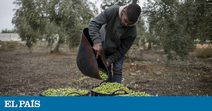 Los aranceles de Trump ya pasan factura al aceite de oliva español