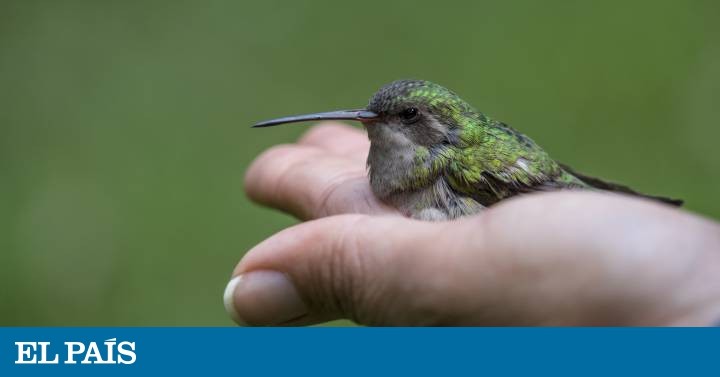 Objetivo, recuperar el colibrí y su polinización