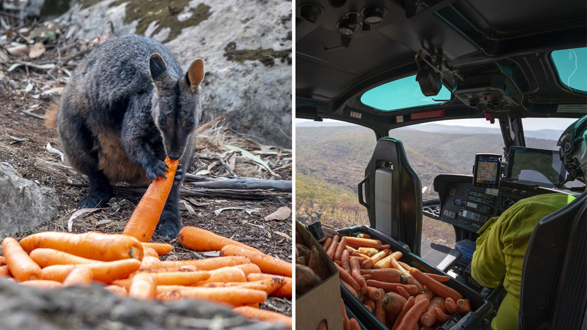 Video: desde helicópteros lanzan zanahorias para animales desesperados