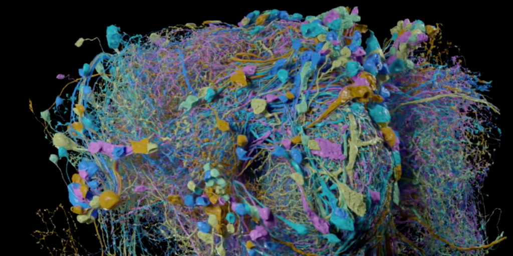 El mapa 3D de Google de un cerebro de mosca es hermoso
