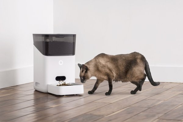 El sistema de alimentación inteligente para mascotas de Petnet está de vuelta después de una interrupción de una semana, pero los clientes aún esperan respuestas