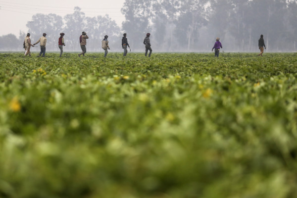 La startup Agritech DeHaat recauda $ 12 millones para llegar a más agricultores en India