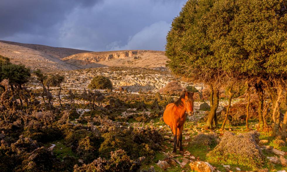 Un caballo de Esciro en la isla griega del mismo nombre.