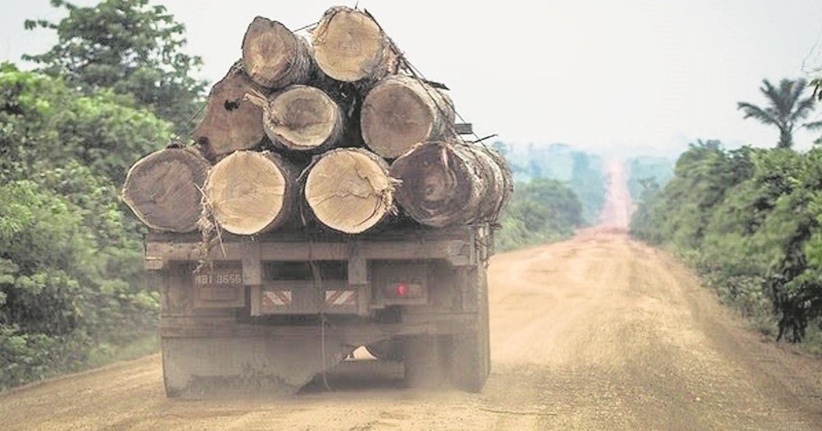 Amazonia: deforestaron 10.000 kilómetros cuadrados