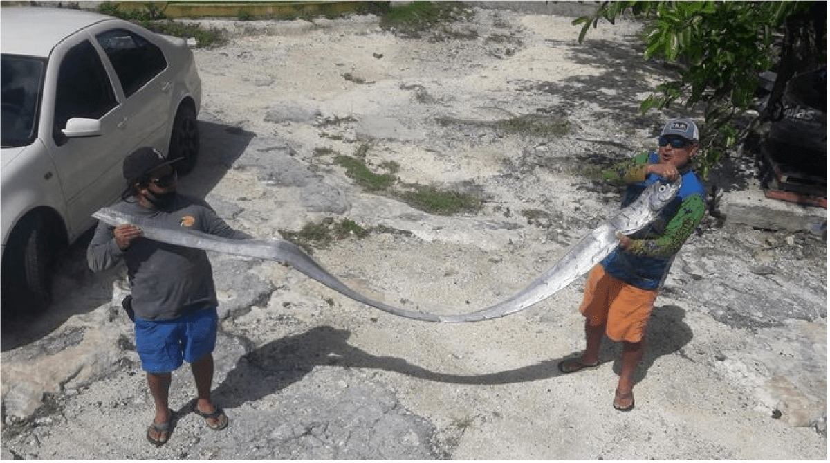 Capturan pescadores un Pez Remo, el extraño denominado “Pez de mal Agüero”
