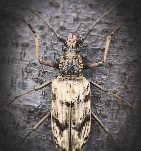 un escarabajo de cuernos largos neocerambyx gigas