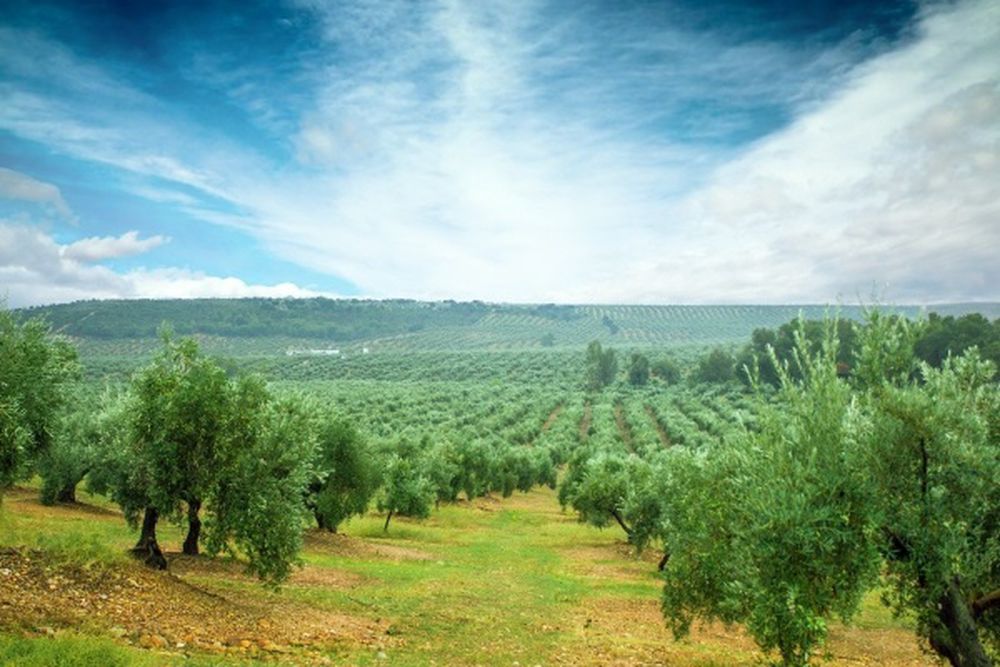 El sector del aceite de oliva pide retirar 400.000 toneladas para frenar la caída de precios