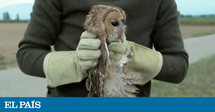 Y se quedarán los pájaros cantando