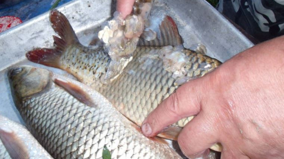 Beneficios del pescado blanco que debes saber