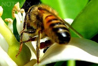 Desarrollan tecnologías para mejorar crianza de abejas sin aguijón