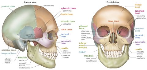Los auriculares de conducción ósea se pueden colocar cerca de la mandíbula mandíbula, la parte inferior del cráneo el hueso esfenoides resaltado en rosa detrás de las cuencas de los ojos o incluso el hueso temporal en azul grisáceo, cerca de la mandíbula en la vista lateral