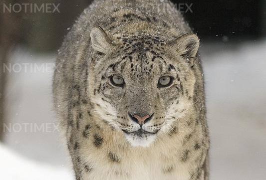 Avistan leopardos de las nieves en Kirguistán