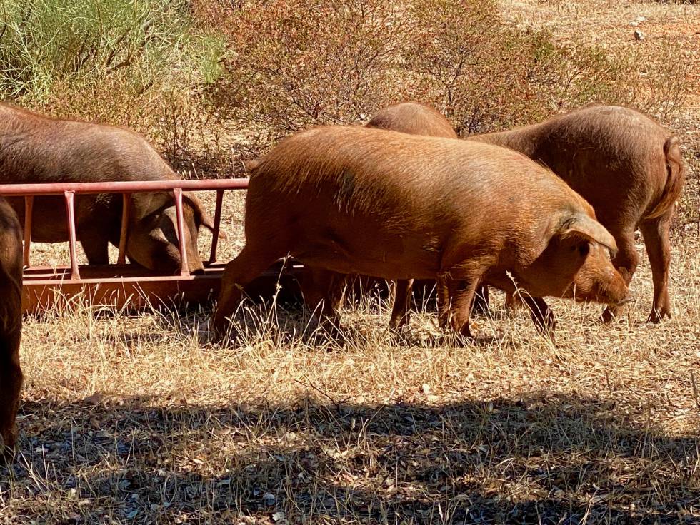 Cerdos ibéricos rubio dorado en la serranía de Ronda. J.C. CAPEL