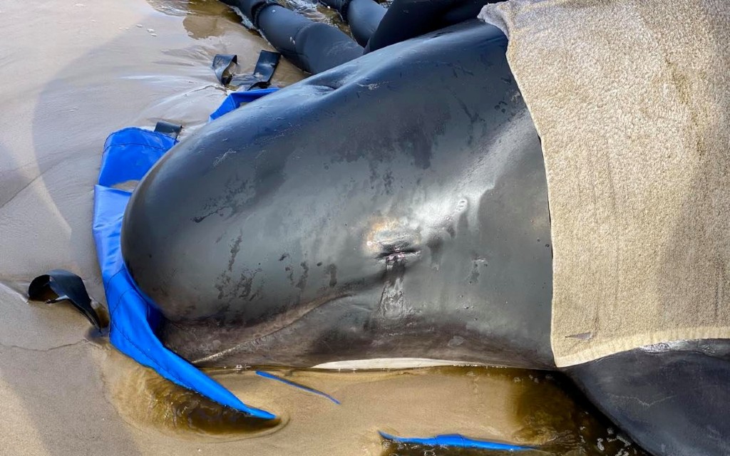 Mueren cerca de 380 ballenas piloto tras quedar varadas en las costas de Tasmania | Fotos
