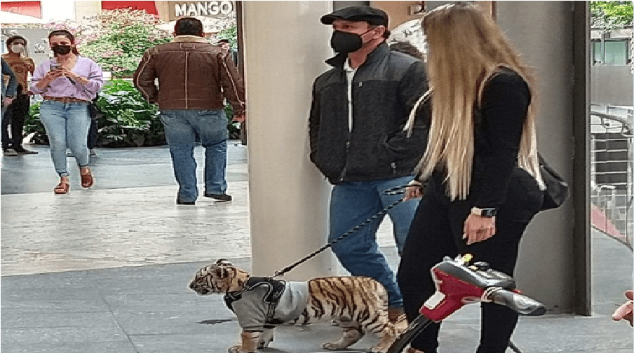 Captan a mujer paseando a un tigre en centro comercial Antara, como si fuera un perro