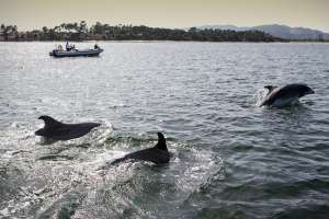 Avistamiento de delfines en el estuario del Sado (Portugal).