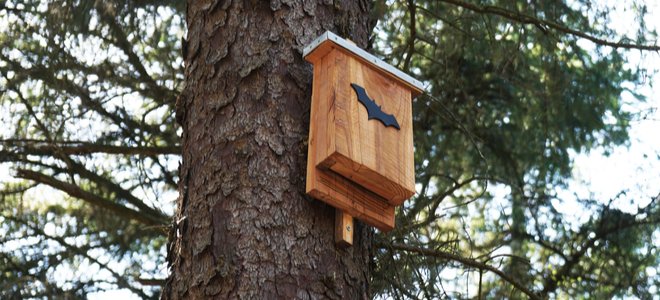 Bat box en un árbol para el control de plagas