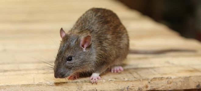 Consejos para evitar que las ratas del techo entren en su ático