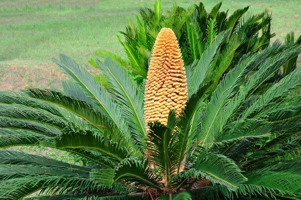 planta de palma de sagú