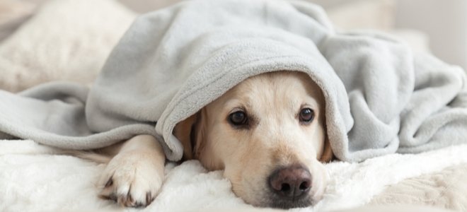 perro debajo de las mantas