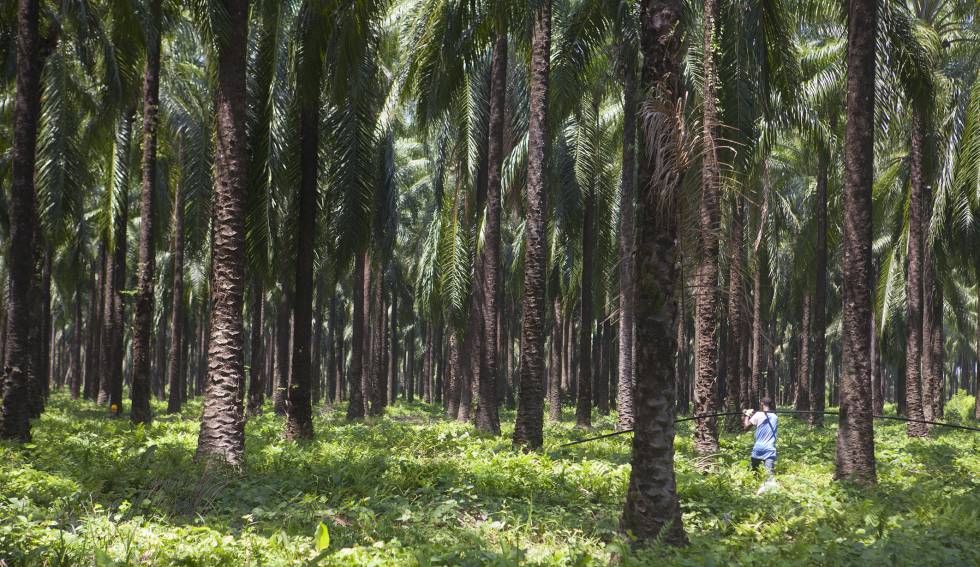 Plantación de palma aceitera africana. Gracias a la expansión de la frontera agrícola, Latinoamérica se convirtió en el principal productor y exportador de alimentos del mundo.