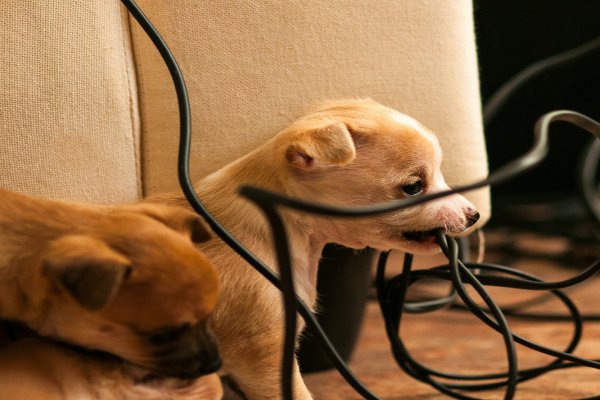 Un cachorro masticando cables eléctricos. 