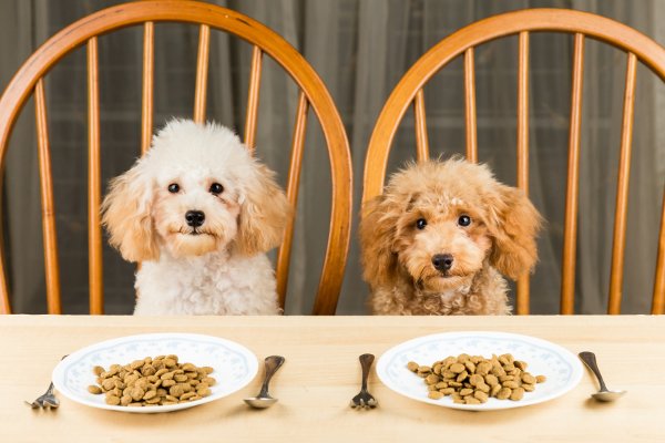 Un par de perros sentados a la mesa. 