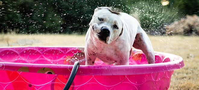 12 ideas para mantener fresco a su perro en el calor del verano