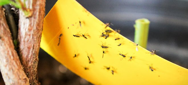 mosquitos hongos atrapados en cinta amarilla