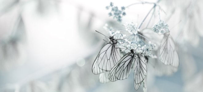 mariposas en invierno sobre una flor blanca