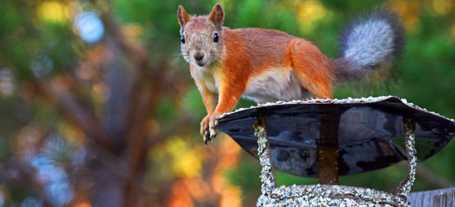 Una ardilla roja se posa sobre una chimenea