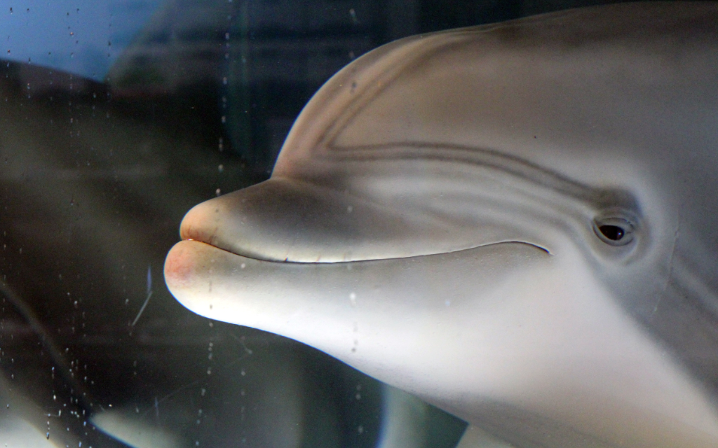 Crean delfín robot para reemplazar animales en cautiverio en acuarios | Video